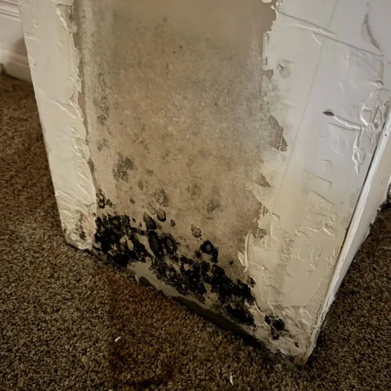 Professional Mold Removal in Tilton, IL